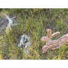 carcasses de lapins
